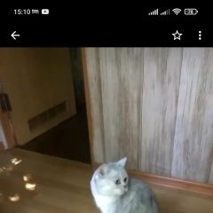 Подробнее об объявлении «Краснодар Пропал кот» Фото: пропала кошка Британская короткошерстная кошка «Краснодар Пропал кот» в г. Краснодар