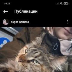 Подробнее об объявлении «Пропала кошка Тверь» Фото: пропала кошка Мейн-кун «Пропала кошка Тверь» в г. Тверь