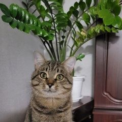 Подробнее об объявлении «Пропал кот Казань» Фото: пропала кошка  «Пропал кот Казань» в г. Казань