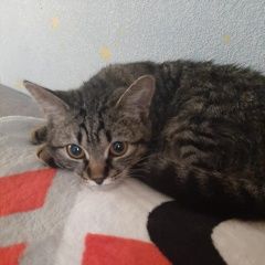 Подробнее об объявлении «Пропала кошка Ставрополь» Фото: пропала кошка  «Пропала кошка Ставрополь» в г. Ставрополь