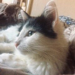 Подробнее об объявлении «Пропала кошка котик белый с черным Ковров» Фото: пропала кошка  «Пропала кошка котик белый с черным Ковров» в г. Ковров