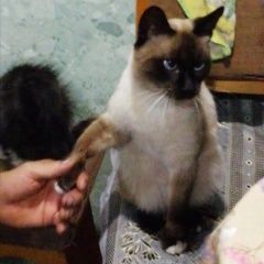 Подробнее об объявлении «Пропал кот сиамский кот Оренбург» Фото: пропала кошка Сиамская кошка «Пропал кот сиамский кот Оренбург» в г. Оренбург