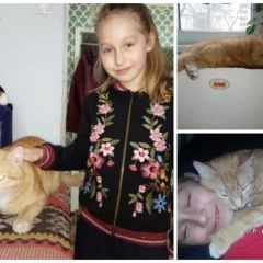 Подробнее об объявлении «Пропал кот Барыбино» Фото: пропала кошка  «Пропал кот Барыбино» в г. Барыбино