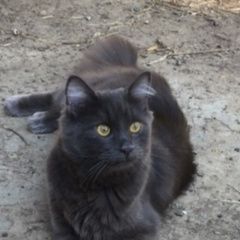 Подробнее об объявлении «Краснодар Пропал кот ричи» Фото: пропала кошка  «Краснодар Пропал кот ричи» в г. Краснодар