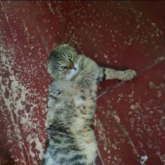 Подробнее об объявлении «Пропал кот вислоухий кот, г. Шахты» Фото: пропала кошка Скоттиш фолд (шотландская вислоухая) «Пропал кот вислоухий кот, г. Шахты» в г. Шахты