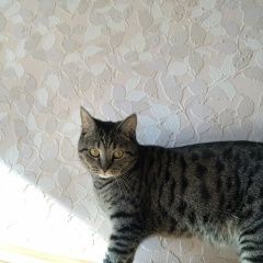 Подробнее об объявлении «Пропал кот Чебоксары» Фото: пропала кошка  «Пропал кот Чебоксары» в г. Чебоксары