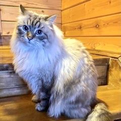 Подробнее об объявлении «Москва Пропал кот пушистый» Фото: пропала кошка  «Москва Пропал кот пушистый» в г. Москва
