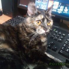 Подробнее об объявлении «Прокопьевск Пропала кошка требуется помощь» Фото: пропала кошка  «Прокопьевск Пропала кошка требуется помощь» в г. Прокопьевск