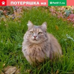 Подробнее об объявлении «Пропала кошка Ростов-на-Дону» Фото: пропала кошка  «Пропала кошка Ростов-на-Дону» в г. Ростов-на-Дону