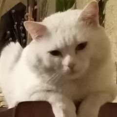 Подробнее об объявлении «Пропала кошка кот белый с голубыми глазами Барнаул» Фото: пропала кошка  «Пропала кошка кот белый с голубыми глазами Барнаул» в г. Барнаул