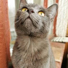 Подробнее об объявлении «Пропала кошка. Караганда» Фото: пропала кошка  «Пропала кошка. Караганда» в г. Караганда