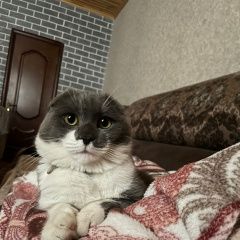 Подробнее об объявлении «Пропал кот в новом хушете Махачкала» Фото: пропала кошка  «Пропал кот в новом хушете Махачкала» в г. Махачкала