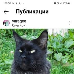 Подробнее об объявлении «Истра Пропал кот мейнкун дп снегири, .» Фото: пропала кошка Мейн-кун «Истра Пропал кот мейнкун дп снегири, .» в г. Истра