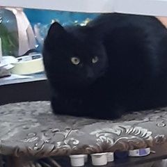 Подробнее об объявлении «Пропал кот Ставрополь» Фото: пропала кошка  «Пропал кот Ставрополь» в г. Ставрополь