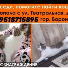 Подробнее об объявлении «Пропала кошка помогите Воронеж» Фото: пропала кошка  «Пропала кошка помогите Воронеж» в г. Воронеж