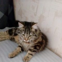 Подробнее об объявлении «Пропал кот Абинск» Фото: пропала кошка  «Пропал кот Абинск» в г. Абинск