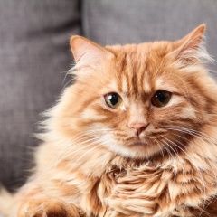 Подробнее об объявлении «Пропал кот 19, 02, 2022 рыжий кот Новосибирск» Фото: пропала кошка  «Пропал кот 19, 02, 2022 рыжий кот Новосибирск» в г. Новосибирск