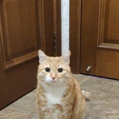 Подробнее об объявлении «Пропал кот Рязань» Фото: пропала кошка  «Пропал кот Рязань» в г. Рязань