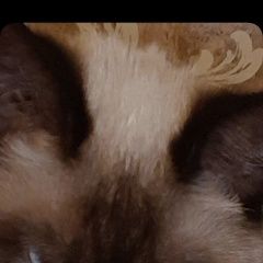 ����: ������� �����  ���������� ������ ��� �� ������ ���� � �. ���������