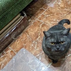 Подробнее об объявлении «Пропала кошка Чехов» Фото: пропала кошка  «Пропала кошка Чехов» в г. Чехов