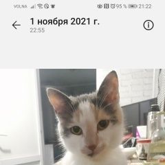 Подробнее об объявлении «Пропала кошка полугодовая трёх цветная кошечка Симферополь» Фото: пропала кошка  «Пропала кошка полугодовая трёх цветная кошечка...» в г. Симферополь