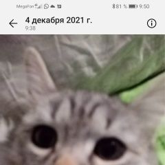 Подробнее об объявлении «Пропала кошка Туймазы» Фото: пропала кошка  «Пропала кошка Туймазы» в г. Туймазы