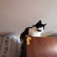 Подробнее об объявлении «Пропала кошка бася, 8 лет. выпрыгнула из окна Ломоносов» Фото: пропала кошка  «Пропала кошка бася, 8 лет. выпрыгнула из окна...» в г. Ломоносов