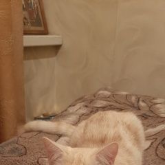 Подробнее об объявлении «Пропал котёнок Барнаул» Фото: пропала кошка  «Пропал котёнок Барнаул» в г. Барнаул