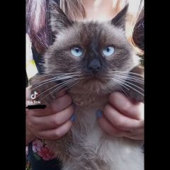 Подробнее об объявлении «Краснодар Пропал кот по кличке локи» Фото: пропала кошка  «Краснодар Пропал кот по кличке локи» в г. Краснодар