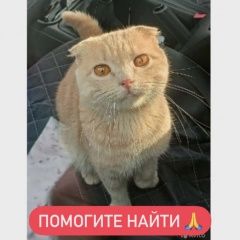 Подробнее об объявлении «Пропал кот Ростов-на-Дону» Фото: пропала кошка  «Пропал кот Ростов-на-Дону» в г. Ростов-на-Дону