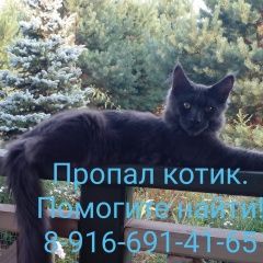 Подробнее об объявлении «Пропал котик Заокский» Фото: пропала кошка Мейн-кун «Пропал котик Заокский» в г. Заокский