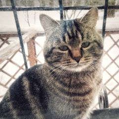 Подробнее об объявлении «Тула Пропал кот» Фото: пропала кошка  «Тула Пропал кот» в г. Тула