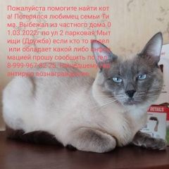 Подробнее об объявлении «Мытищи Пропал кот» Фото: пропала кошка Тайская кошка «Мытищи Пропал кот» в г. Мытищи