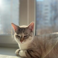 Подробнее об объявлении «Пропал кот шотланская порода Новочебоксарск» Фото: пропала кошка  «Пропал кот шотланская порода Новочебоксарск» в г. Новочебоксарск