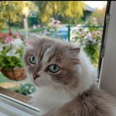 Подробнее об объявлении «Пропал кот чивас Иваново» Фото: пропала кошка Шотландский сеттер (гордон) «Пропал кот чивас Иваново» в г. Иваново