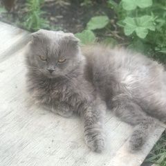 Подробнее об объявлении «Пропал кот Омск» Фото: пропала кошка  «Пропал кот Омск» в г. Омск