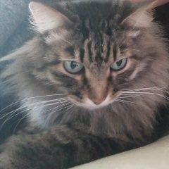 Подробнее об объявлении «Красноярск Пропал кот» Фото: пропала кошка Сибирская кошка «Красноярск Пропал кот» в г. Красноярск