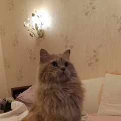 Подробнее об объявлении «Пермь Пропал кот сибирской породы 5 лет» Фото: пропала кошка Сибирская кошка «Пермь Пропал кот сибирской породы 5 лет» в г. Пермь