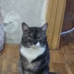 Подробнее об объявлении «Пропал кот помогите найти Мытищи» Фото: пропала кошка  «Пропал кот помогите найти Мытищи» в г. Мытищи