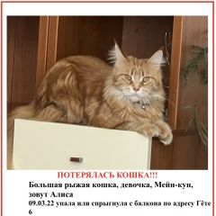 Подробнее об объявлении «Краснодар Пропала кошка» Фото: пропала кошка Мейн-кун «Краснодар Пропала кошка» в г. Краснодар