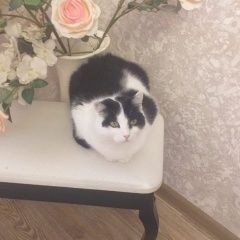 Картинка пропала кошка В городе Севастополь потеряна кошечка. Севастополь