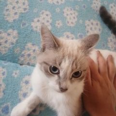 Подробнее об объявлении «Пропала кошка ищем хозяев Уфа» Фото: пропала кошка  «Пропала кошка ищем хозяев Уфа» в г. Уфа