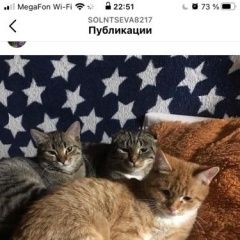 Подробнее об объявлении «Пропал кот рыжий кот Подольск» Фото: пропала кошка  «Пропал кот рыжий кот Подольск» в г. Подольск