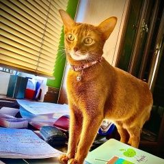 Подробнее об объявлении «Раменское Пропала кошка абиссинская» Фото: пропала кошка Абиссинская кошка «Раменское Пропала кошка абиссинская» в г. Раменское
