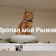 Подробнее об объявлении «Москва Пропал кот рыжий» Фото: пропала кошка  «Москва Пропал кот рыжий» в г. Москва
