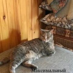 Подробнее об объявлении «Пропала кошка Мариинск» Фото: пропала кошка Британская короткошерстная кошка «Пропала кошка Мариинск» в г. Мариинск