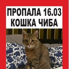Подробнее об объявлении «Пропала кошка по кличке чиба Тамбов» Фото: пропала кошка  «Пропала кошка по кличке чиба Тамбов» в г. Тамбов