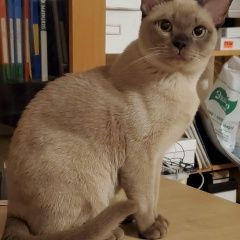 Подробнее об объявлении «Пропал кот бежевый котенок породы бурма Санкт-Петербург» Фото: пропала кошка Бурма «Пропал кот бежевый котенок породы бурма...» в г. Санкт-Петербург