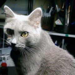 Подробнее об объявлении «Москва Пропала кошка» Фото: пропала кошка Русская голубая кошка «Москва Пропала кошка» в г. Москва