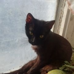 Подробнее об объявлении «Пропал кот Валуйки» Фото: пропала кошка  «Пропал кот Валуйки» в г. Валуйки